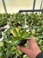 Peperomia obtu Marble - 2.5" Succulent