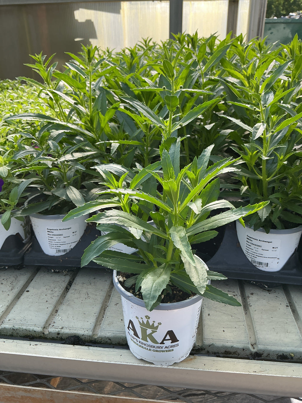 Angelonia ArchAngel White - 4.33" Premium Annual
