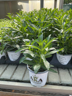 Angelonia ArchAngel White - 4.33" Premium Annual