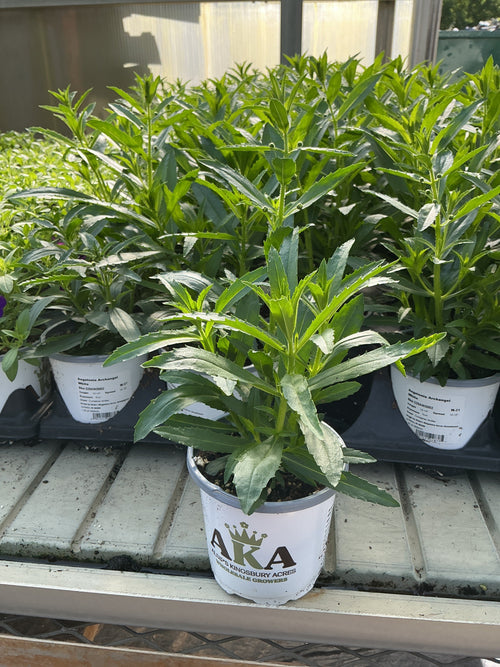 Angelonia ArchAngel White - 4.33" Premium Annual