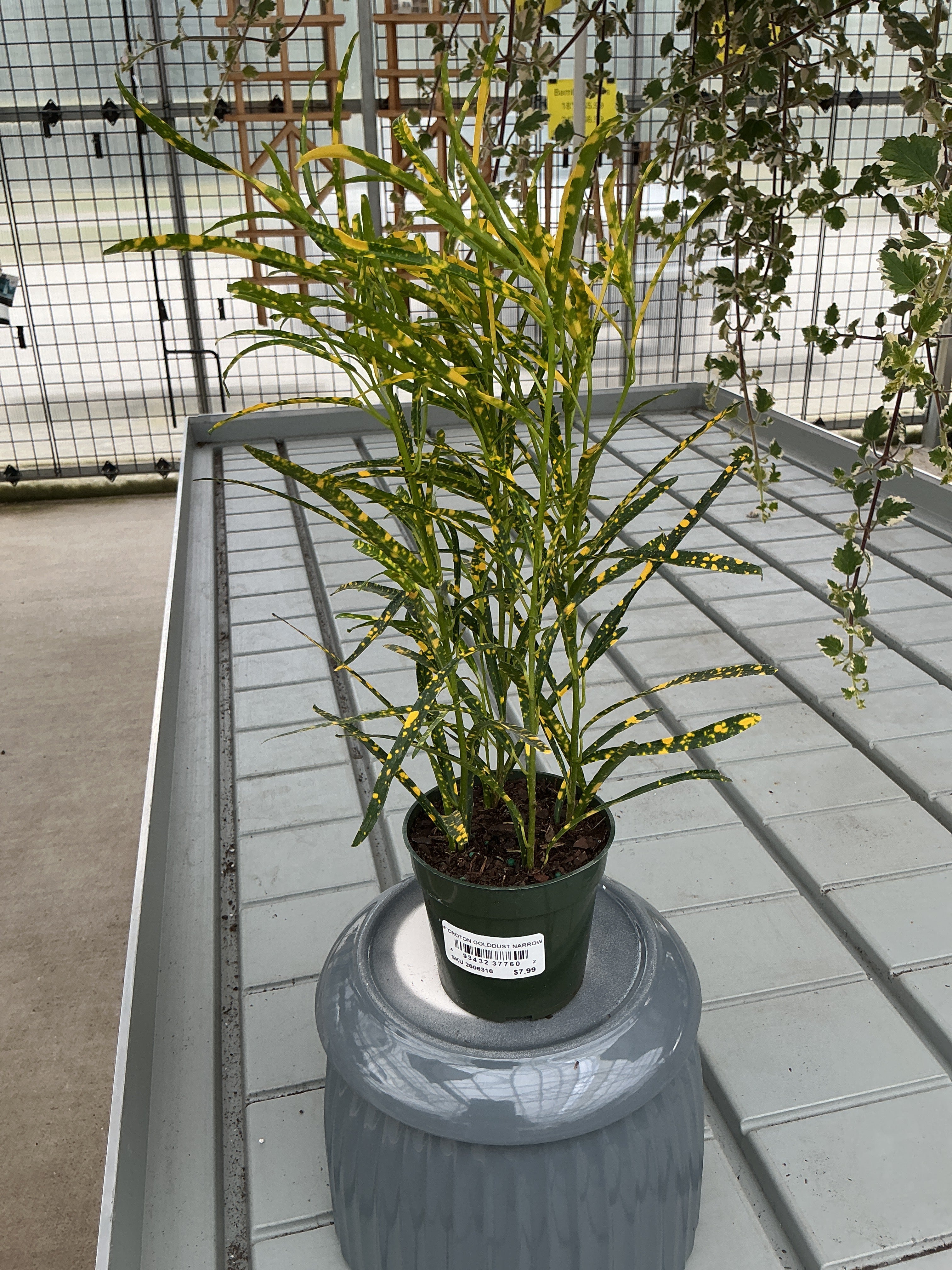 CROTON GOLD DUST NARROW