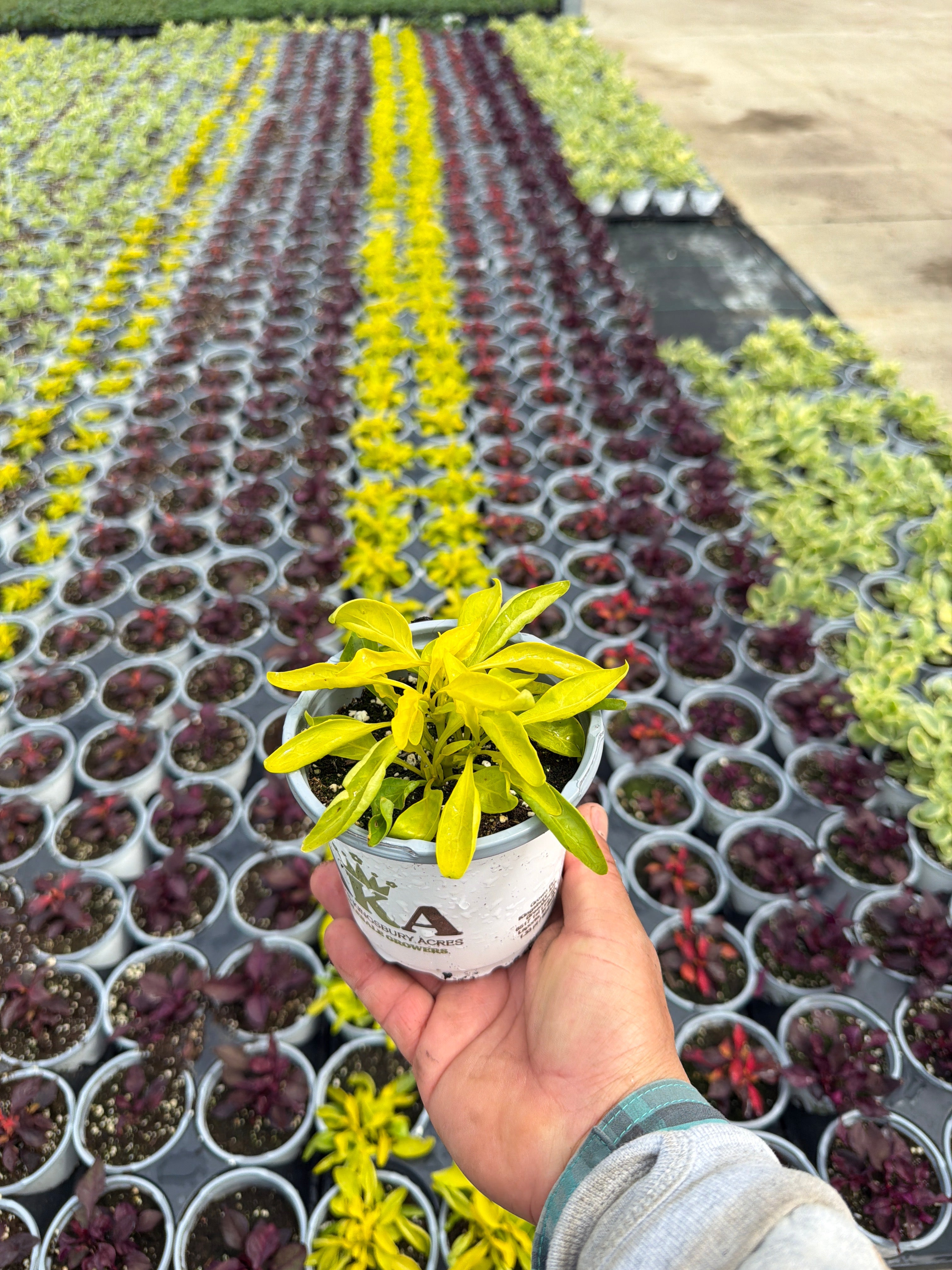 Alteranthera True Yellow - 4.33" Premium Annual