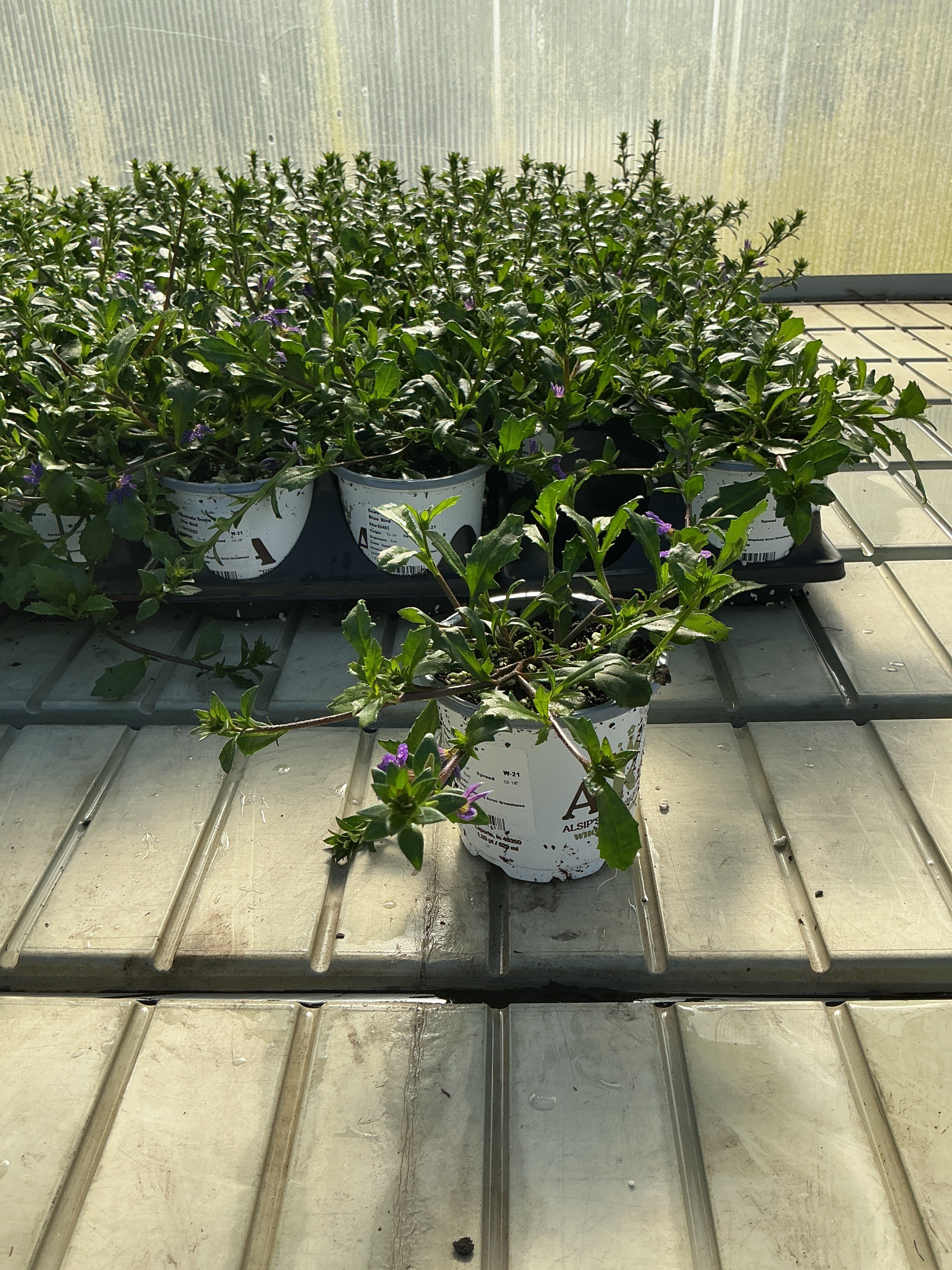 Scaevola Scala Blue Bird - 4.33" Premium Annual