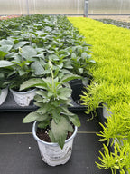 Salvia White Flame - 4.33" Premium Annual