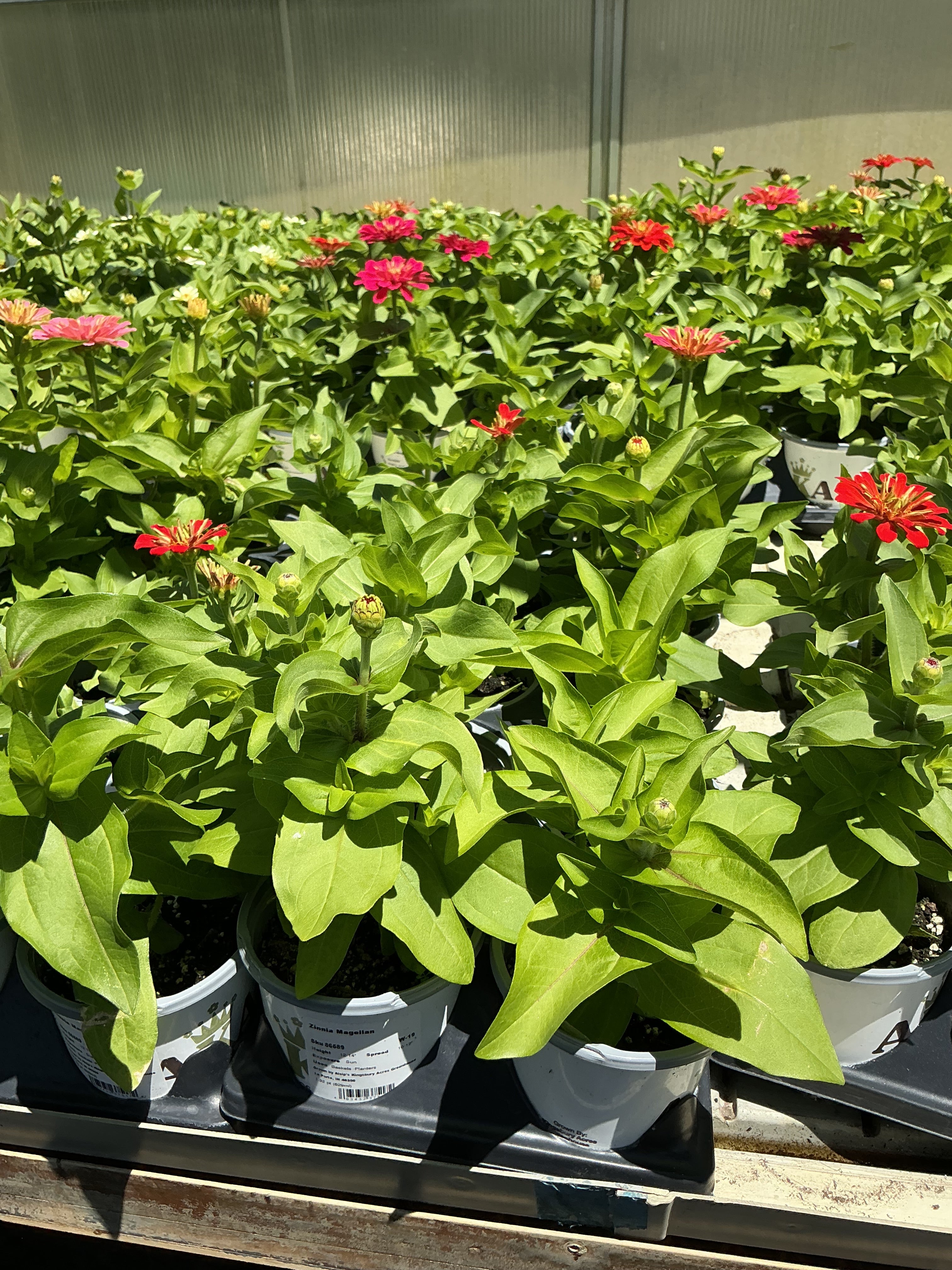 Zinnia Magellan - 4.33 Premium Annual