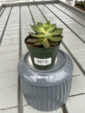 ECHEVERIA AST