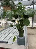 MONSTERA DELICIOSA 6"