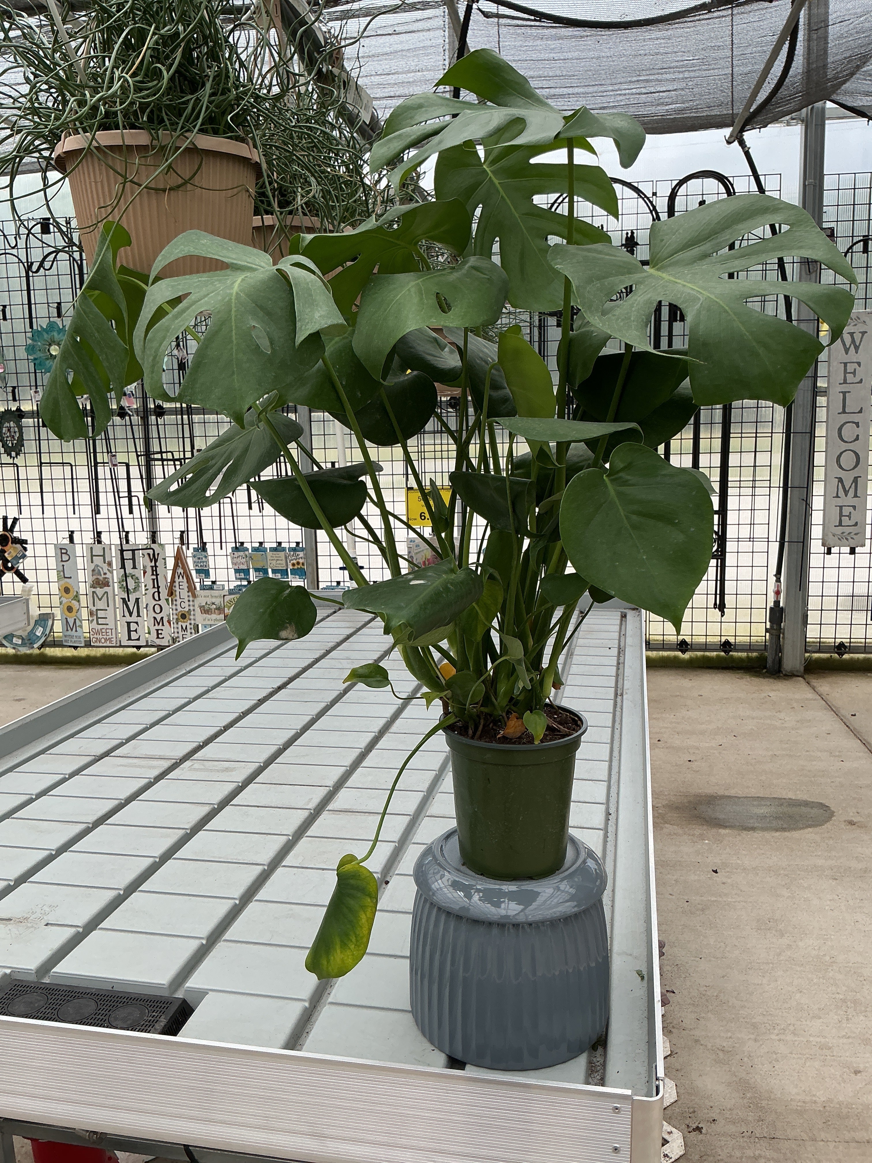 MONSTERA DELICIOSA 6"