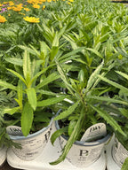 Angelface® Blue Summer Snapdragon Angelonia hybrid - 4.25" Proven Winners Annual