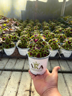 Coleus Burgundy Wedding Train - 4.33" Premium Annual