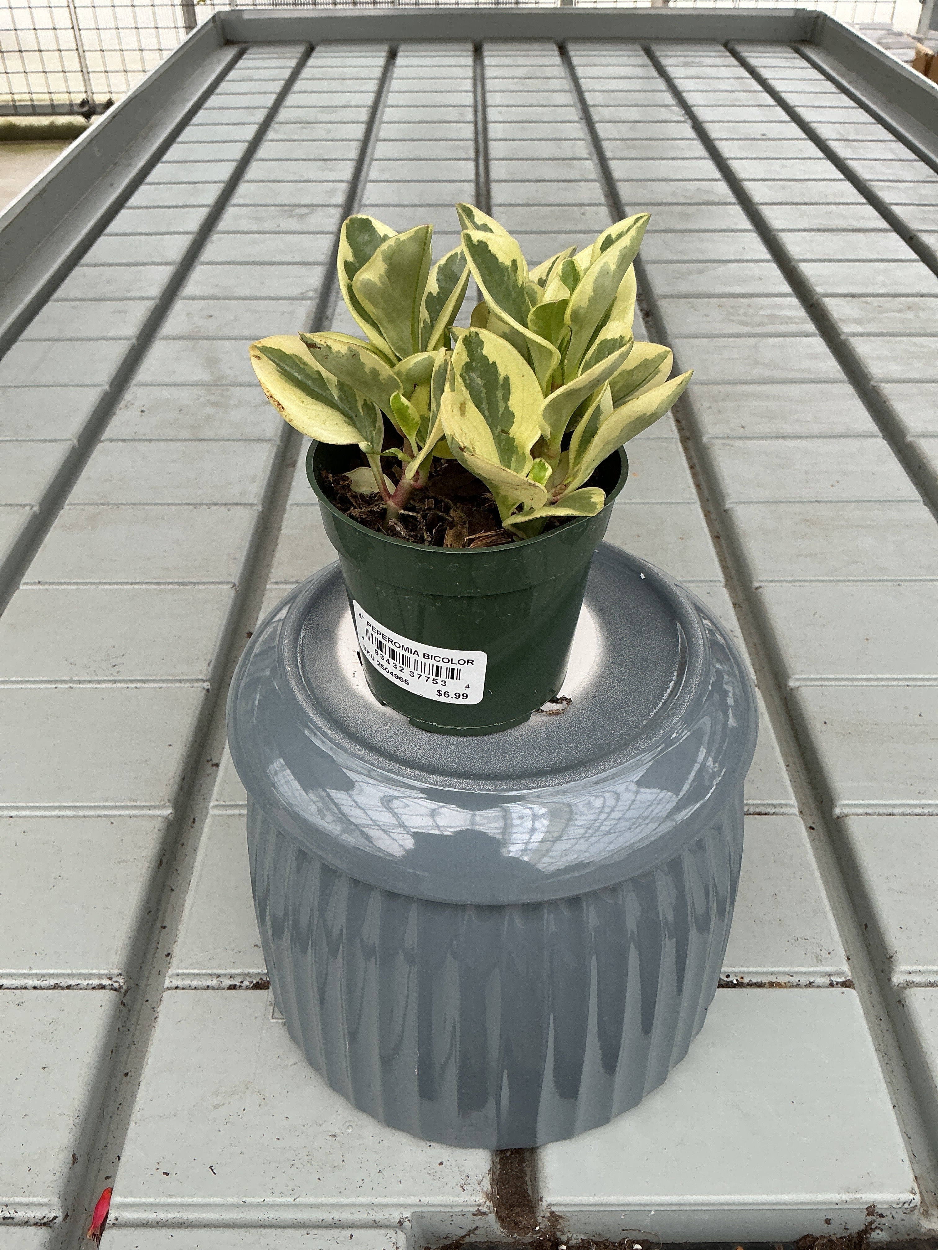 PEPEROMIA BICOLOUR