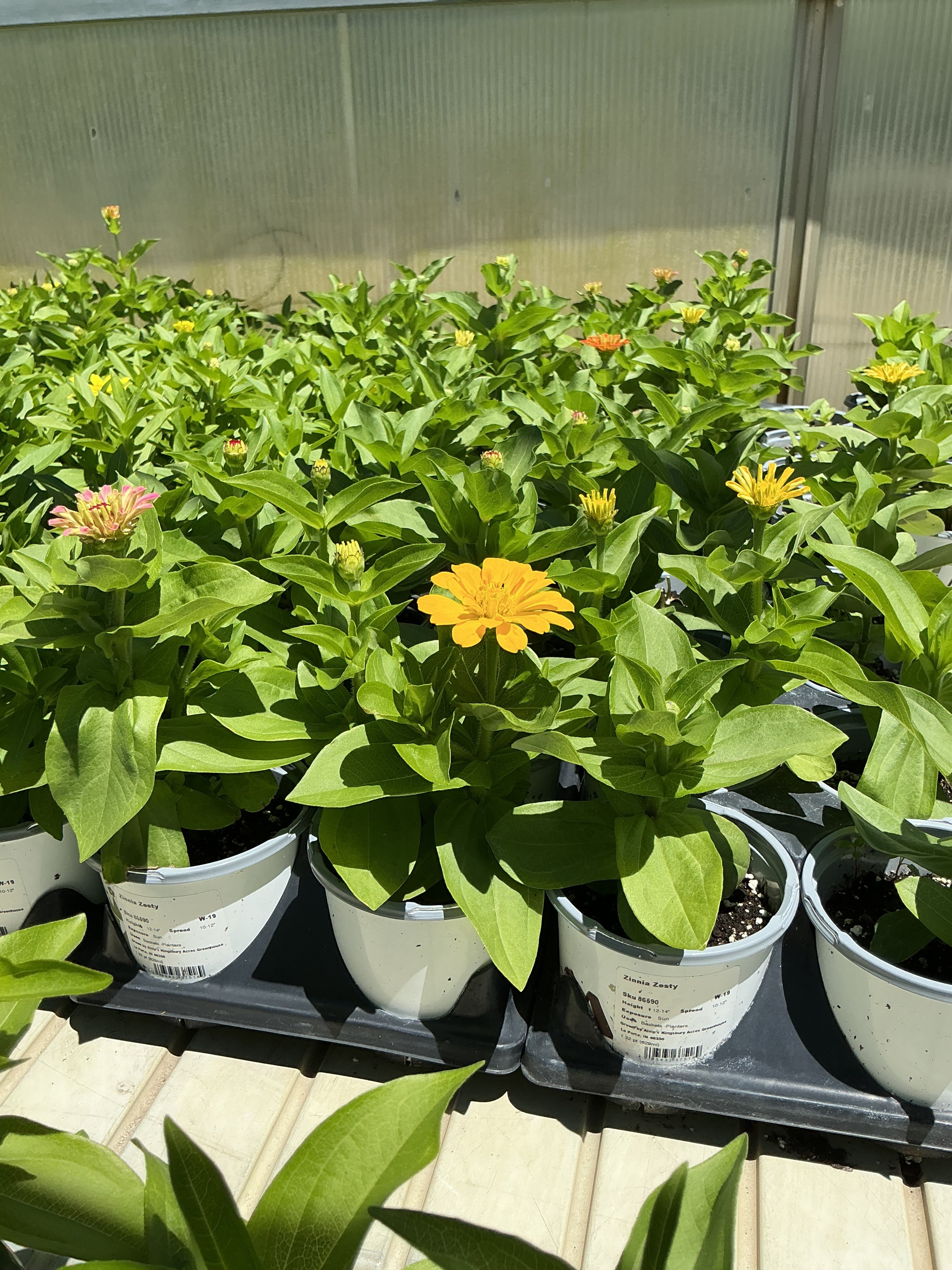 Zinnia Zesty - 4.33 Premium Annual