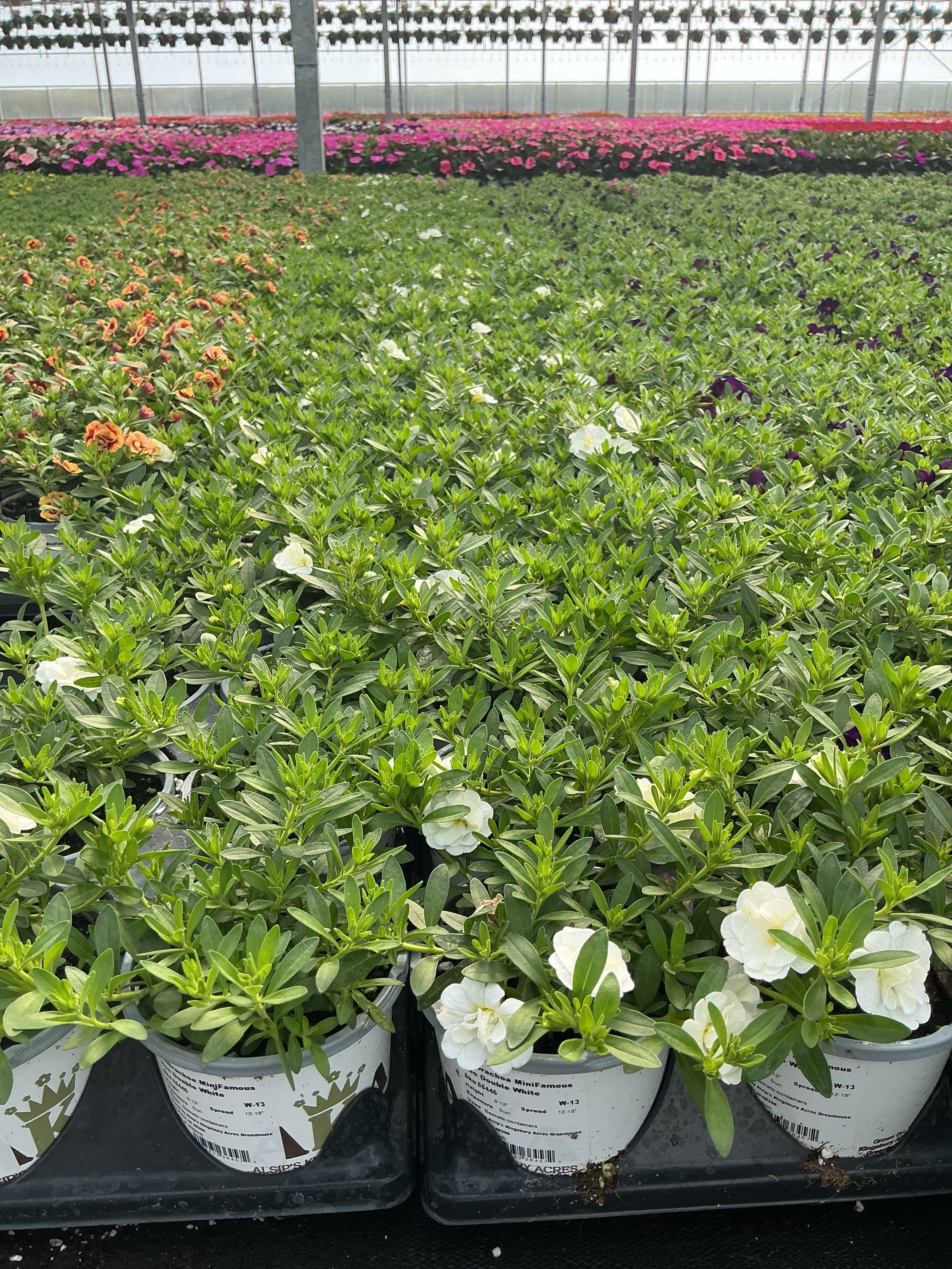 Calibrachoa MiniFamous Neo Double White - 4.33" Premium Annual