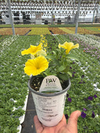 Petunia Supertunia Saffron Finch - 4.25" Proven Winners Annual