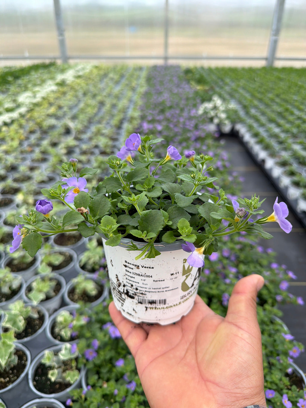 Bacopa Versa Blue - 4.33" Premium Annual