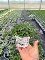 Bacopa Versa Blue - 4.33" Premium Annual