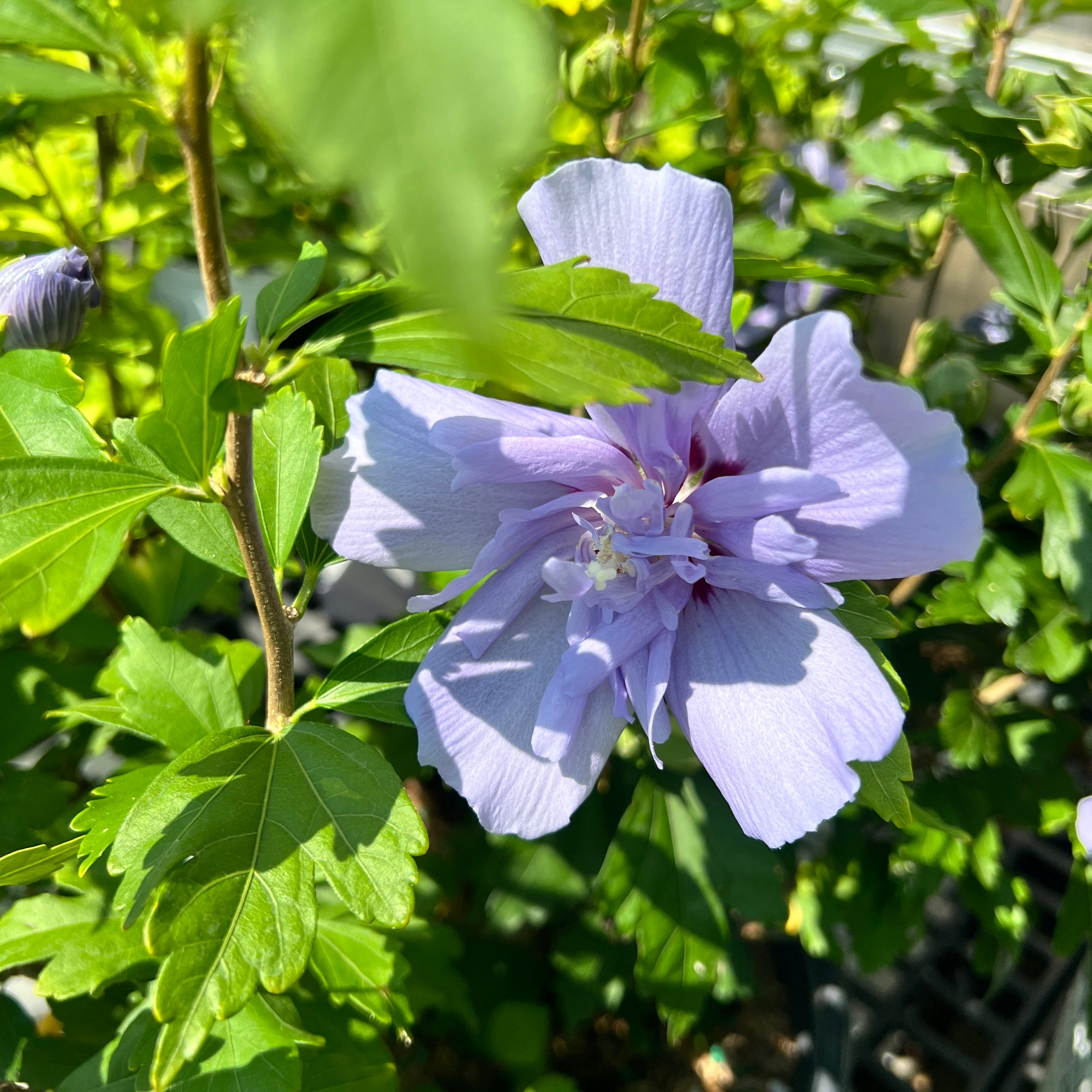 Blue Chiffon® Rose of Sharon (HIBISCUS S. BLUE CHIFFON) - 3 gallon 18"