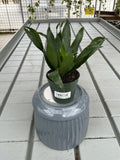 DRACAENA JANET CRAIG COMPACTA