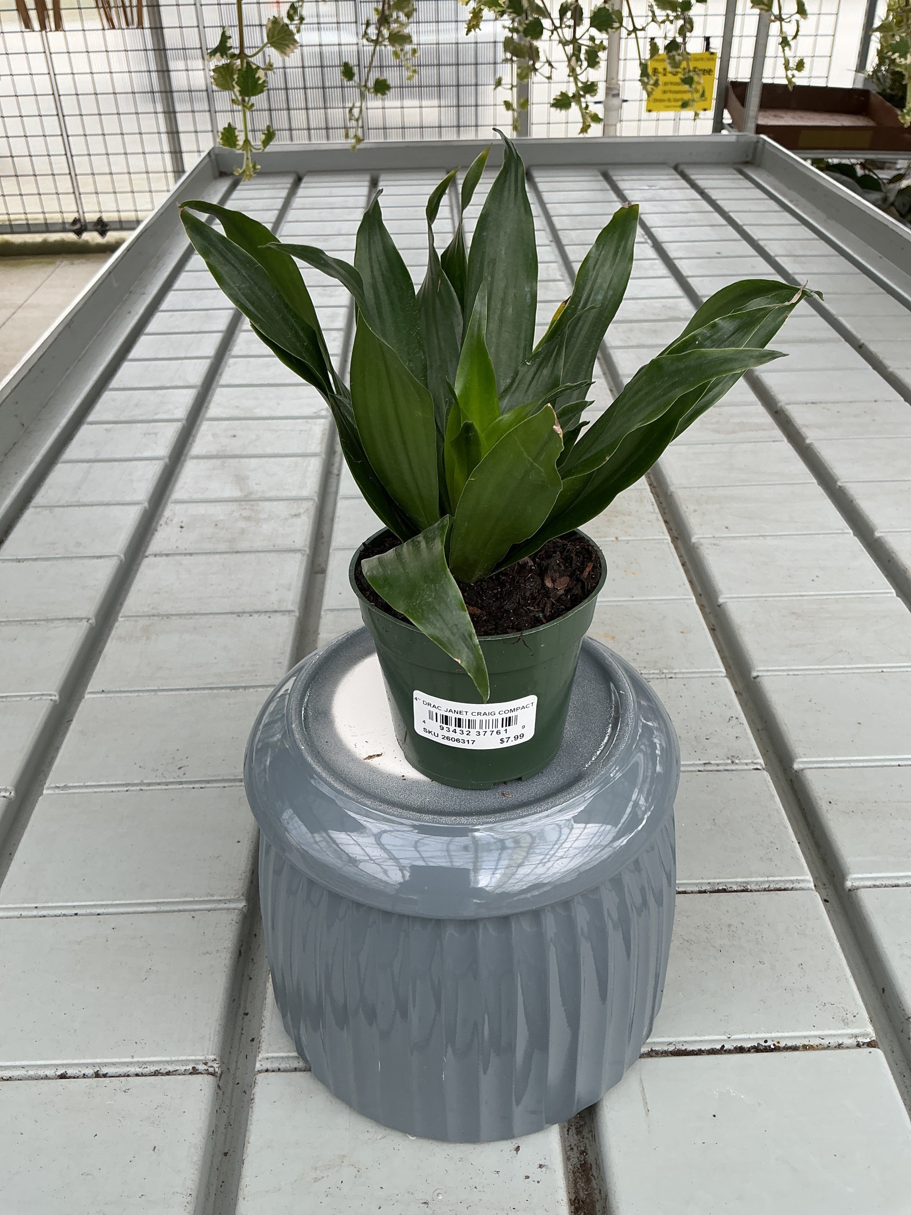 DRACAENA JANET CRAIG COMPACTA