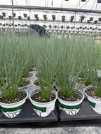 Juncus ColorGrass Blue Arrows - 5" Premium Thriller Annual