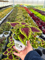 Coleus Dragon Heart - 4.33" Premium Annual