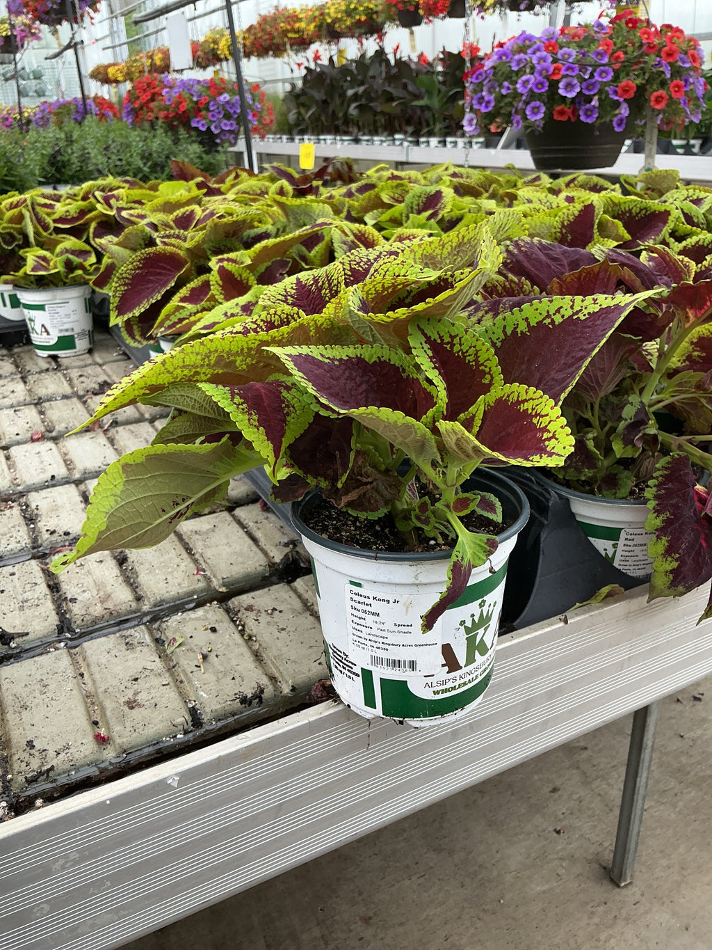 Coleus Kong Jr Scarlet - 5" Premium Annual