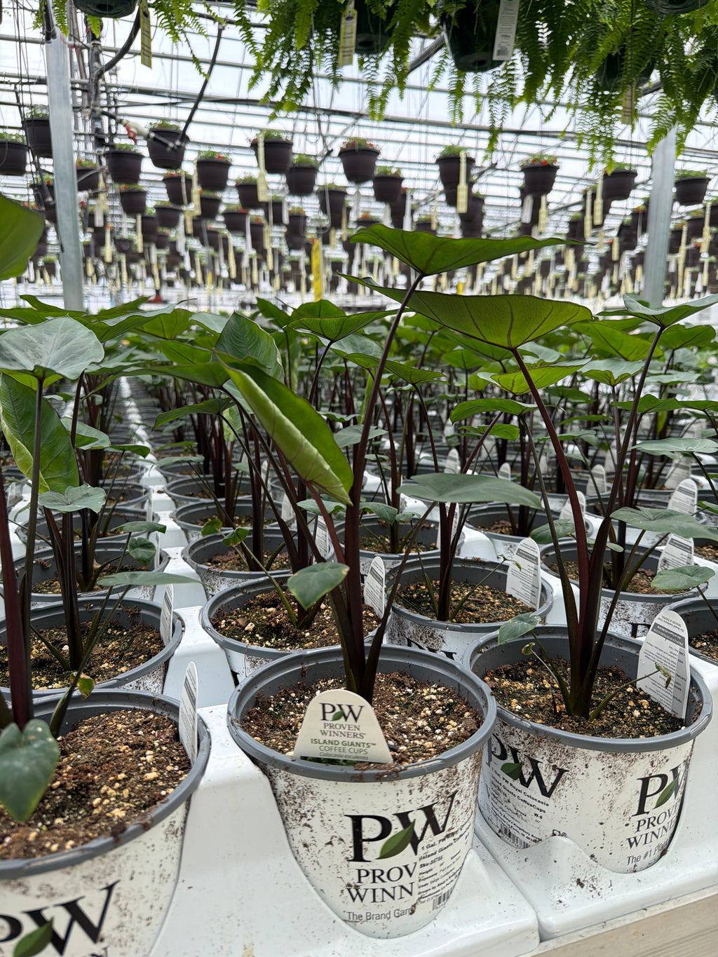 Colocasia Island Giants Coffee Cups - 1 Gallon Proven Winners Annual