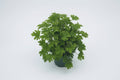 Citronella - 5" Premium Annual