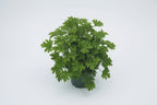 Citronella - 5" Premium Annual