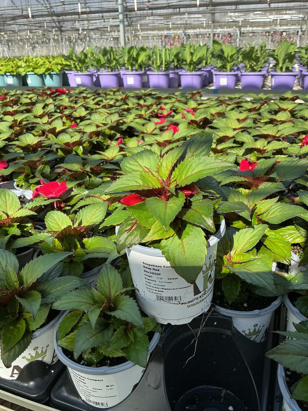 SunPatiens Deep Red - 4.33" Premium Annual