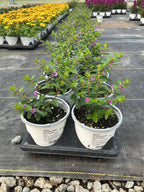Cuphea Enchantia Purple - 4.33" Premium Annual