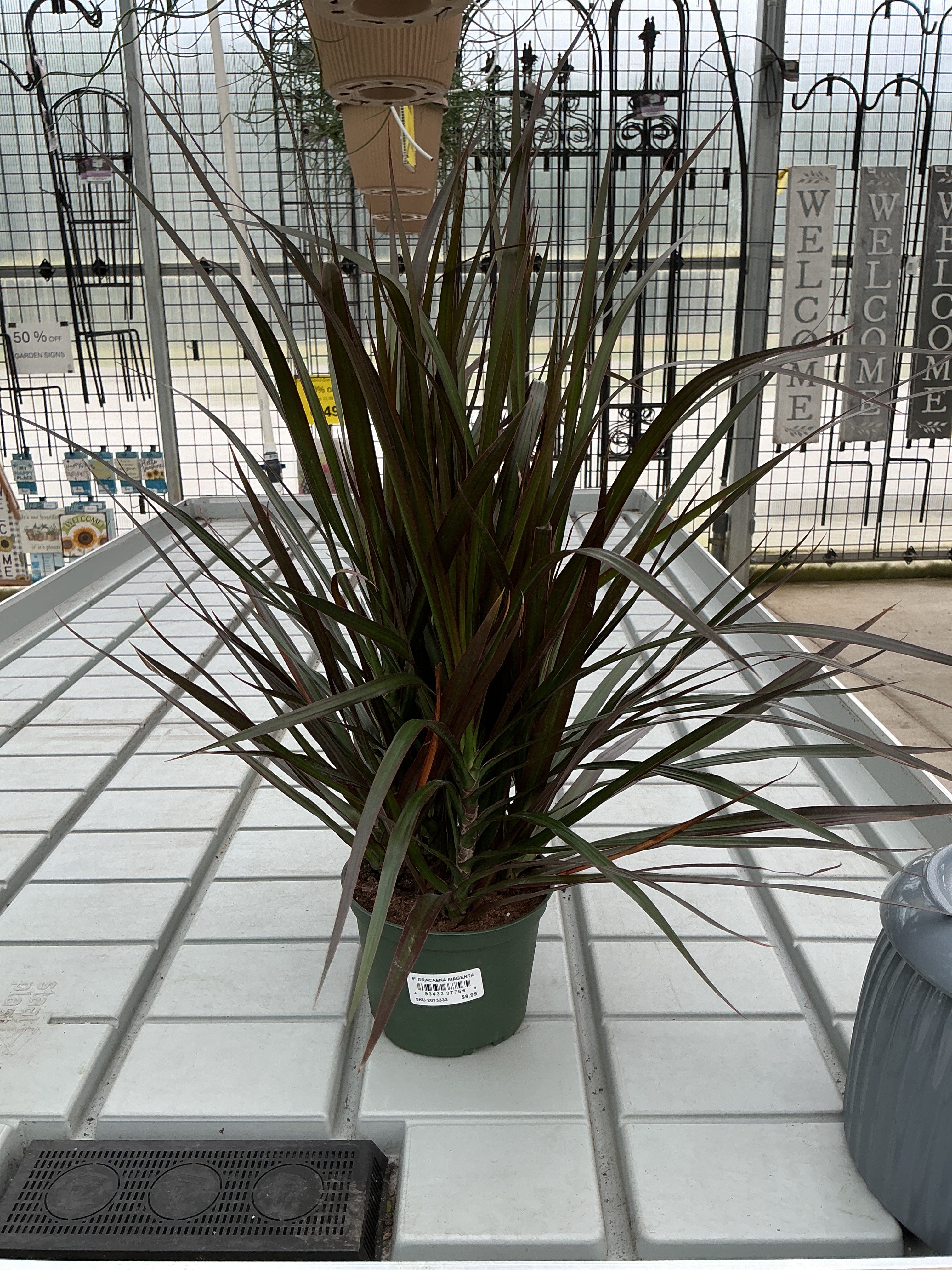 DRACAENA MAGENTA