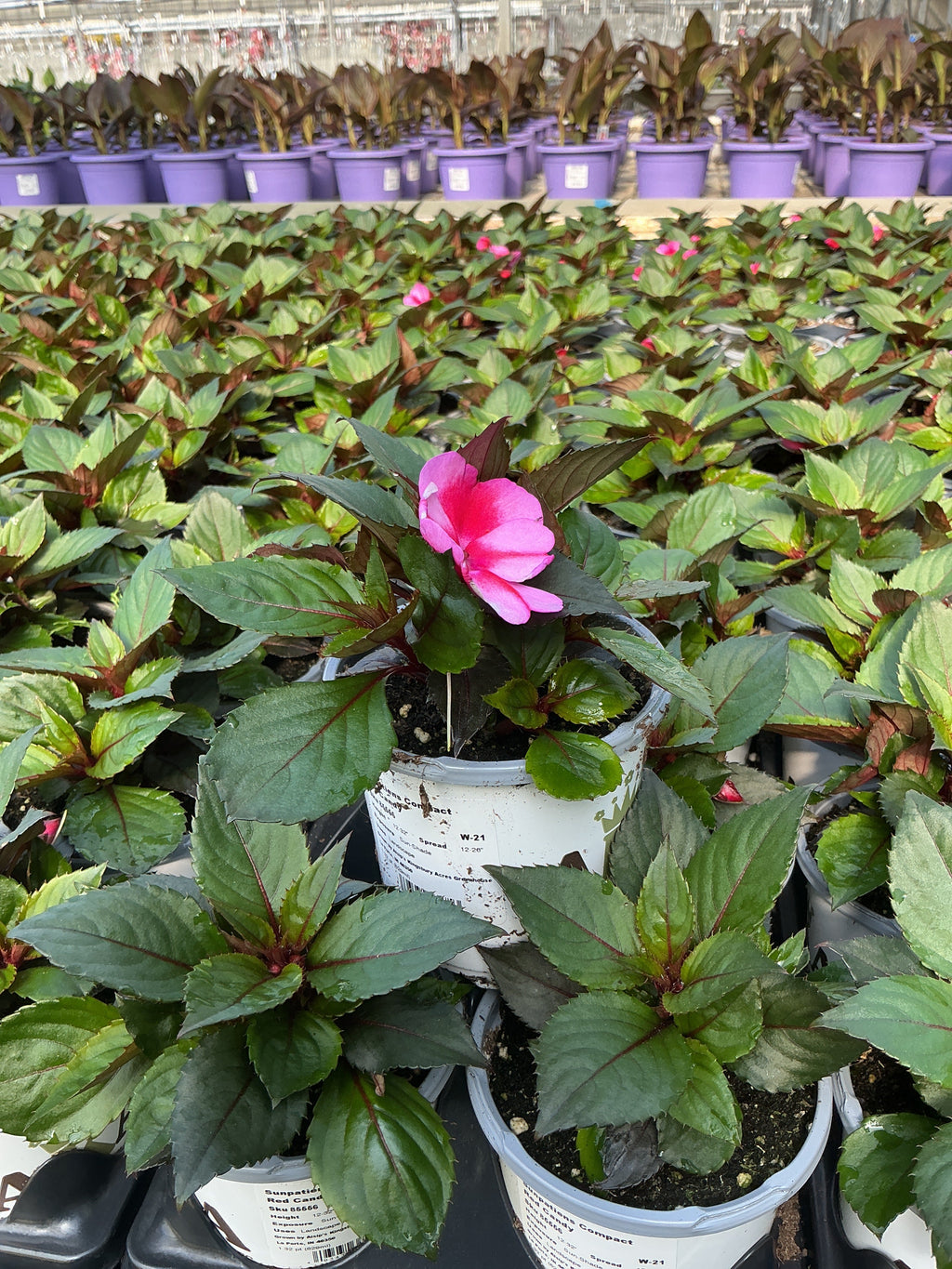 SunPatiens Red Candy - 4.33" Premium Annual