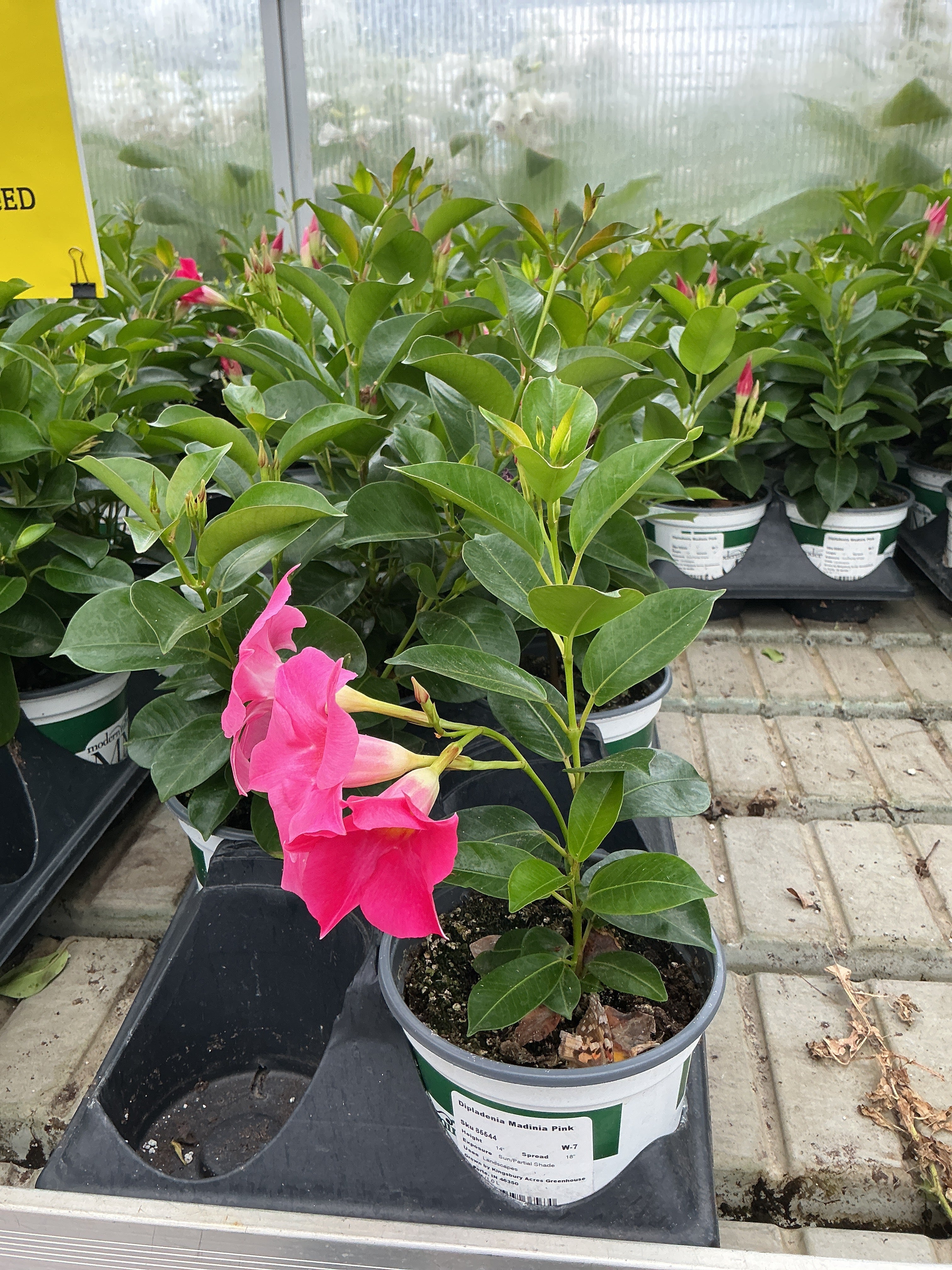 Dipladenia Madinia Pink - 5" Premium Annual