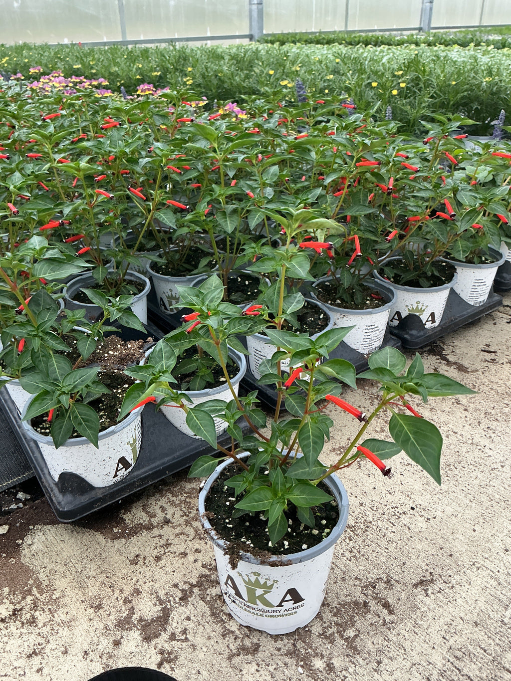 Cuphea Cherry Bells - 4.33" Premium Annual