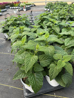 Salvia Black & Bloom - 4.33" Premium Annual