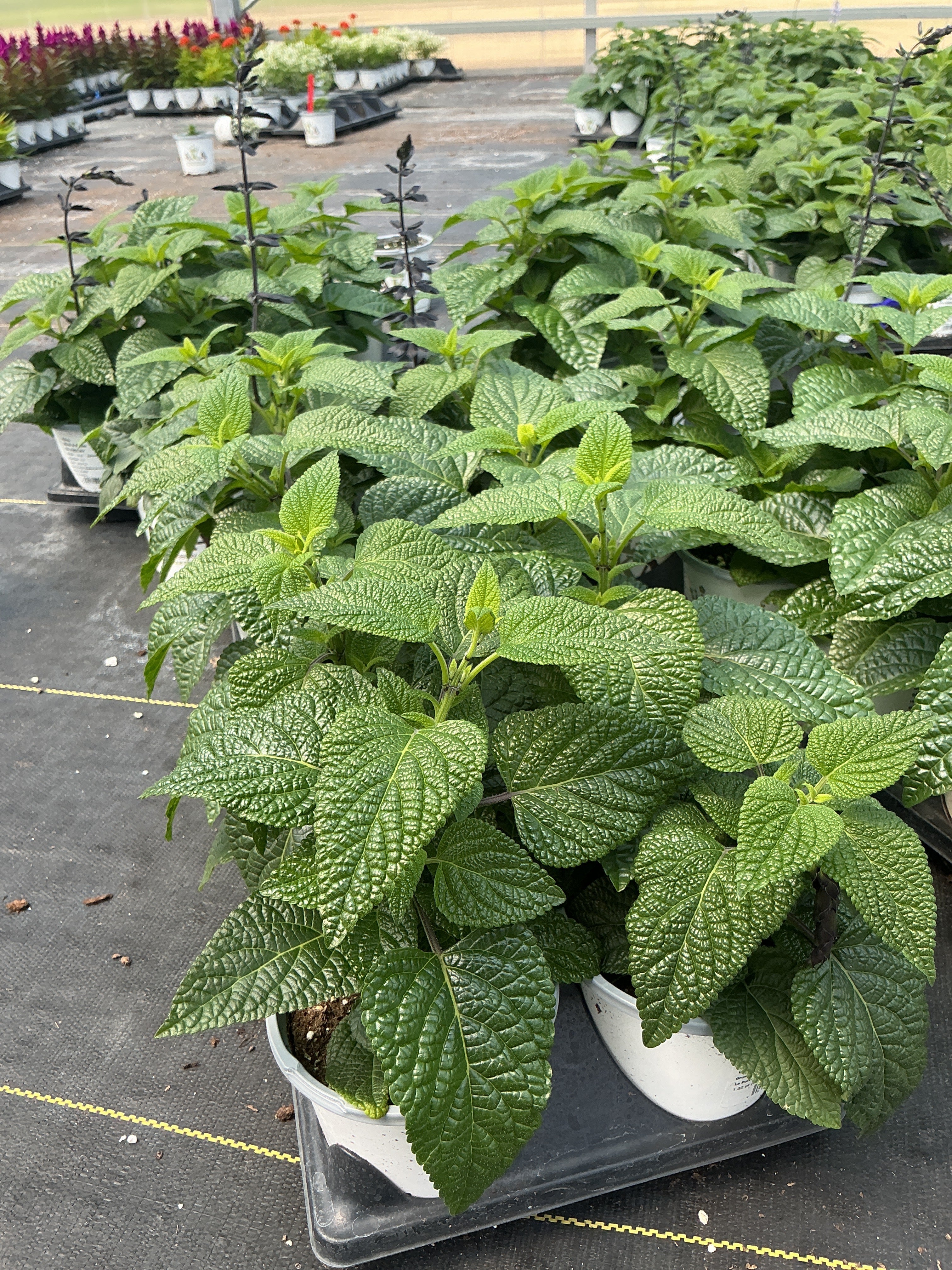 Salvia Black & Bloom - 4.33" Premium Annual