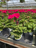 Geranium Presto Violet - 4.33" Premium Annual