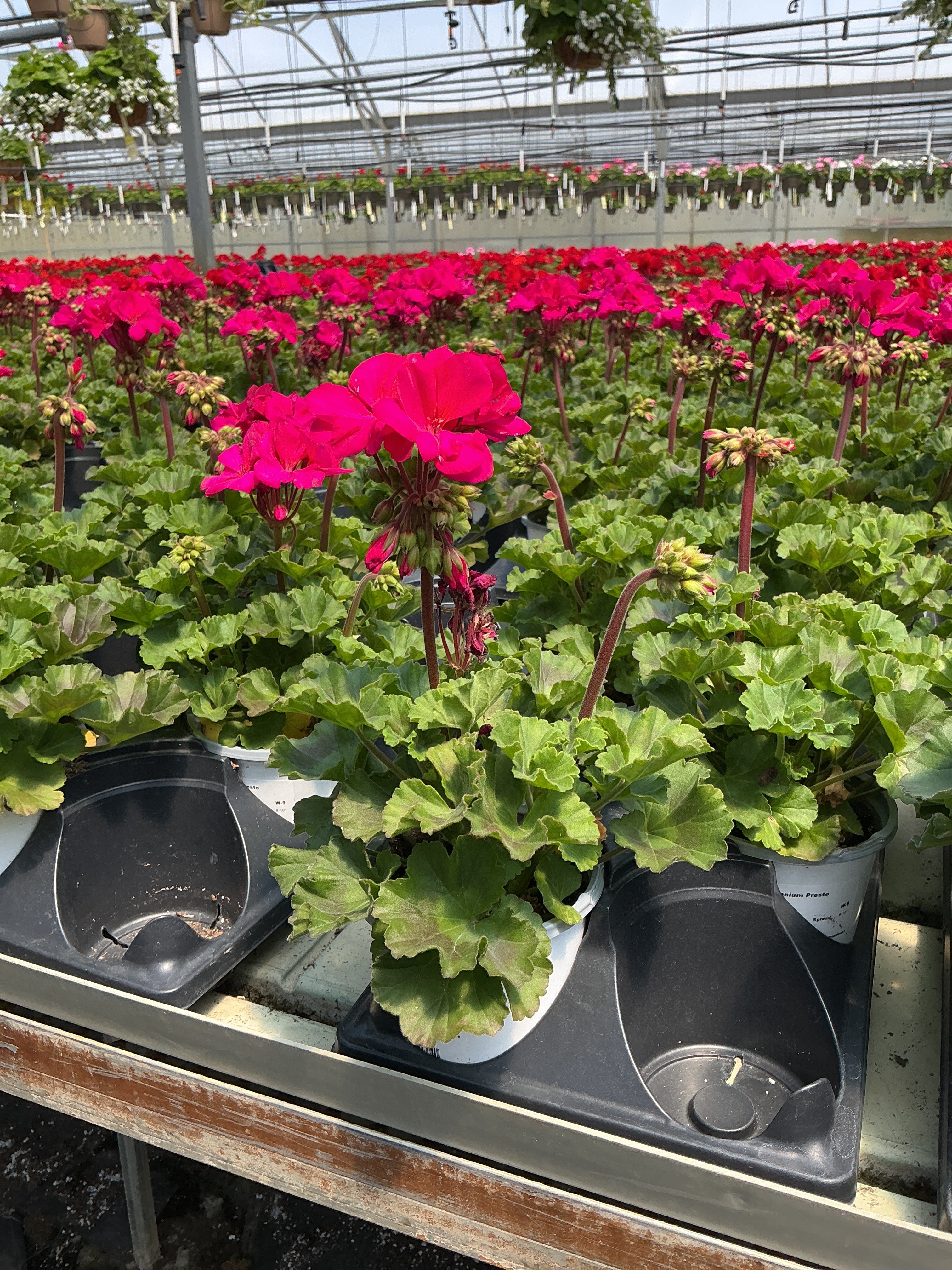Geranium Presto Violet - 4.33" Premium Annual