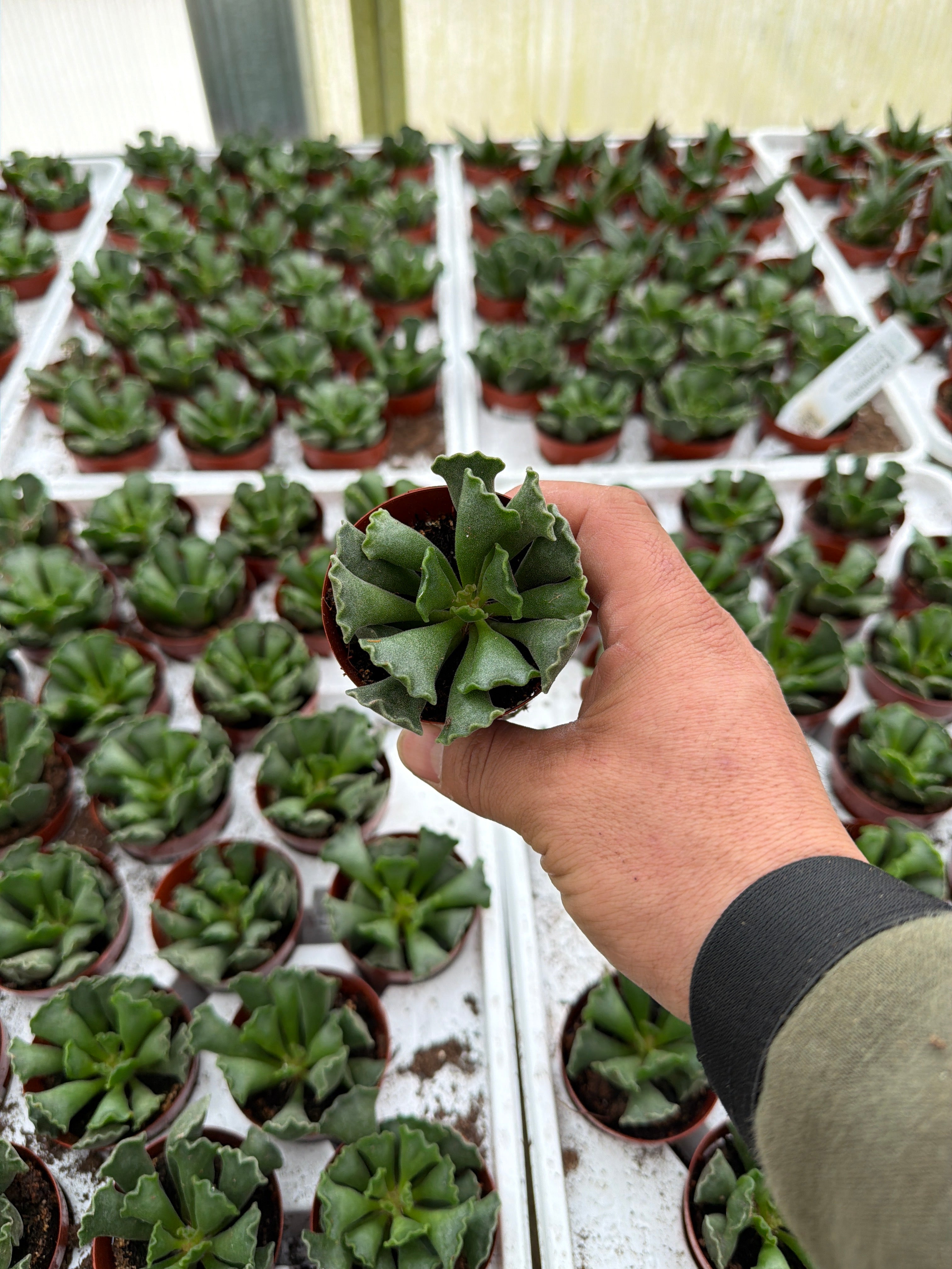 Adromischus cristatus - 2.5" Succulent