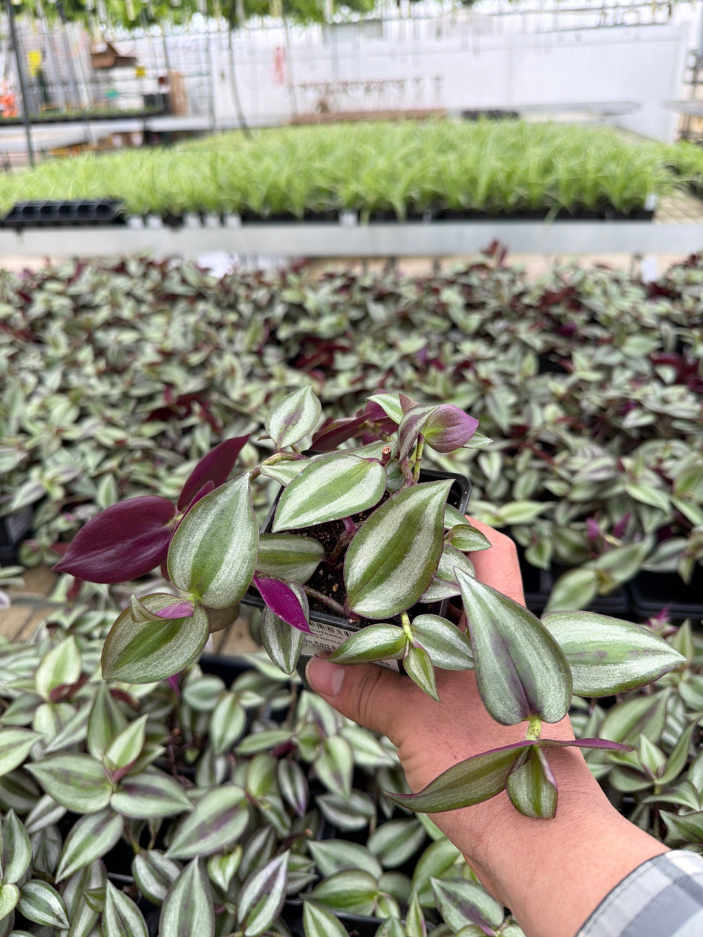 Tradescantia zebrina - 4" Houseplants