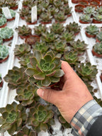 Echeveria Churro - 2.5" Succulent