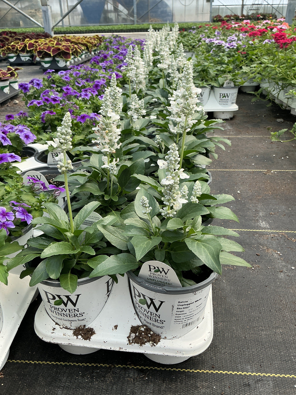 Salvia Unplugged White - 4.25" Proven Winners Annual