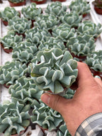 Echeveria run Topsy Turvy - 2.5" Succulent