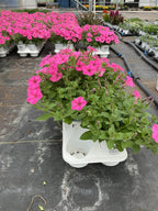 Petunia Supertunia Vista Bubblegum - 4.25" Proven Winners Annual