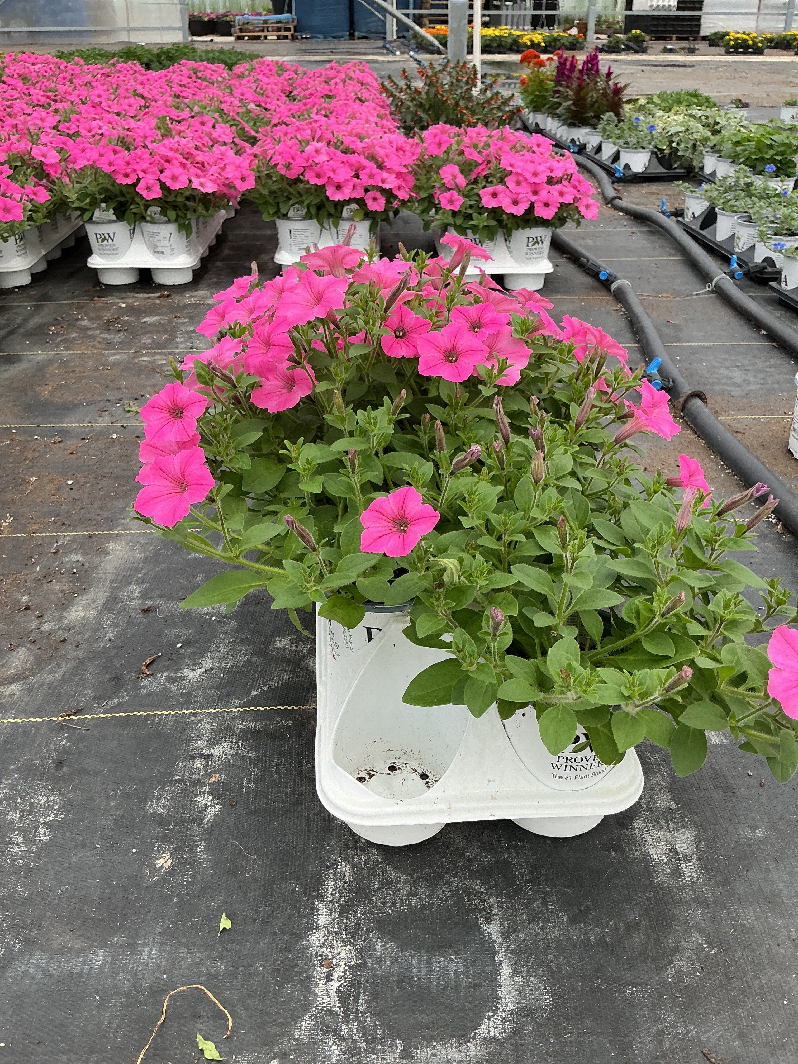 Petunia Supertunia Vista Bubblegum - 4.25" Proven Winners Annual