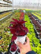 Coleus Beale Street - 4.33" Premium Annual