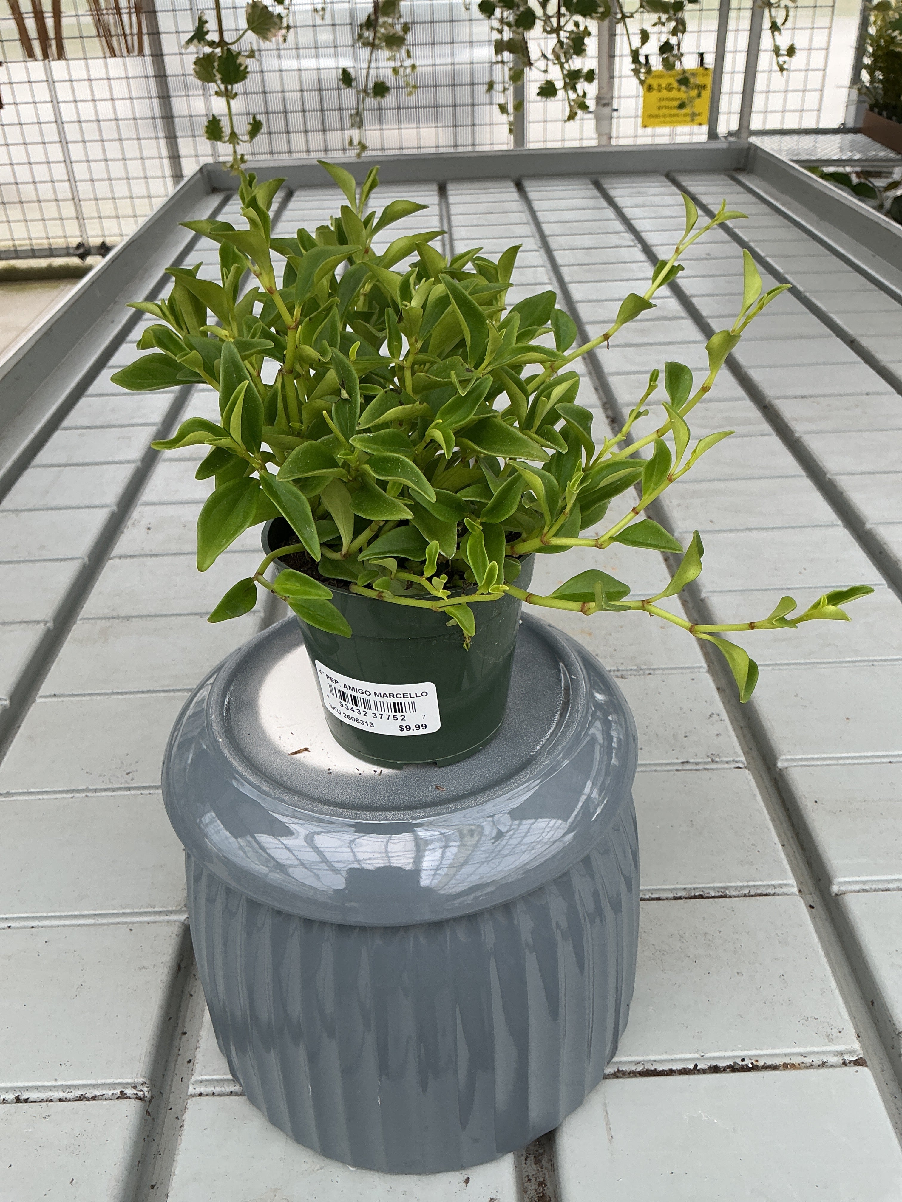 PEPEROMIA AMIGO MARCELLO