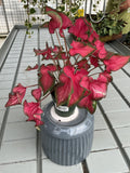 CALADIUM FAIRYTALE PRINCESS
