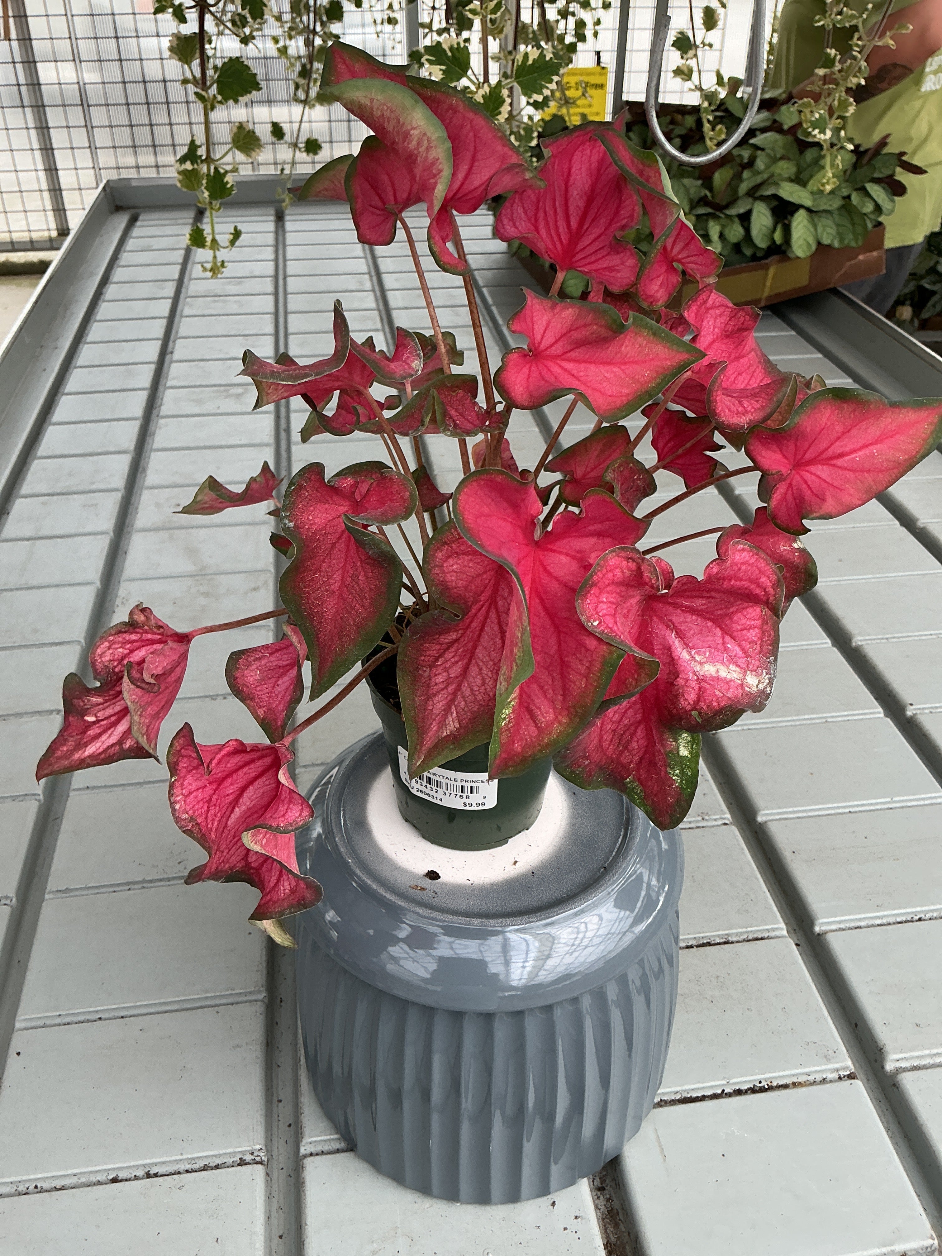 CALADIUM FAIRYTALE PRINCESS